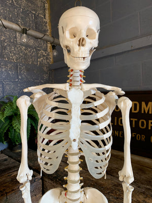 A full-sized anatomical skeleton model on stand