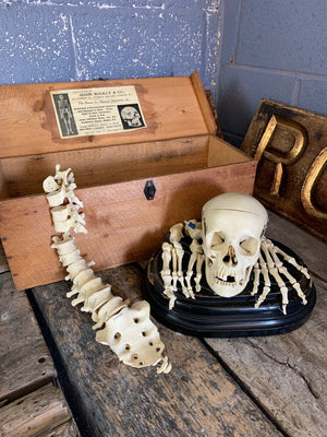 A boxed Adam Rouilly half skeleton
