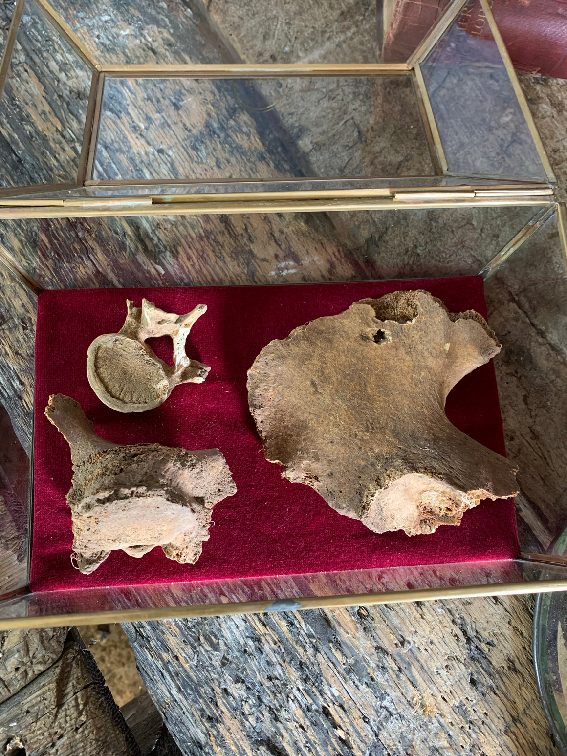 A collection of bone fragments from Dunwich - large case