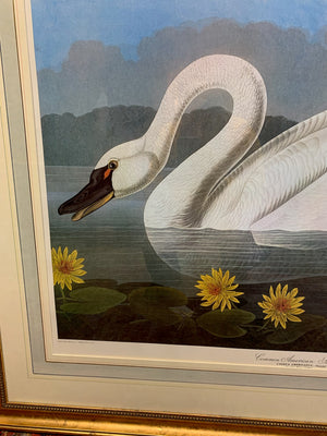 A very large framed print of Audubon's American swan