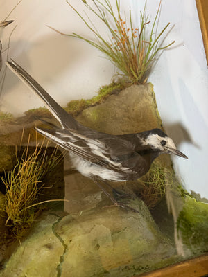 A cased taxidermy pair of wagtail birds
