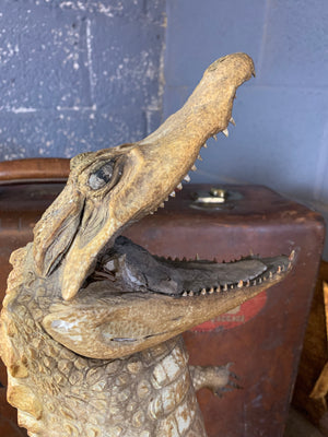 A large anthropomorphic taxidermy crocodile "butler"