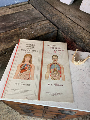 A rare pair of anatomical books: Philips Model Manikin of the human body male & female- W S  Furneaux