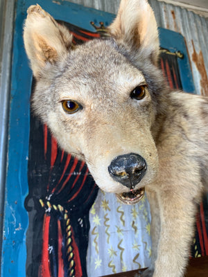 A 19th Century taxidermy Tibetan or Himalayan wolf