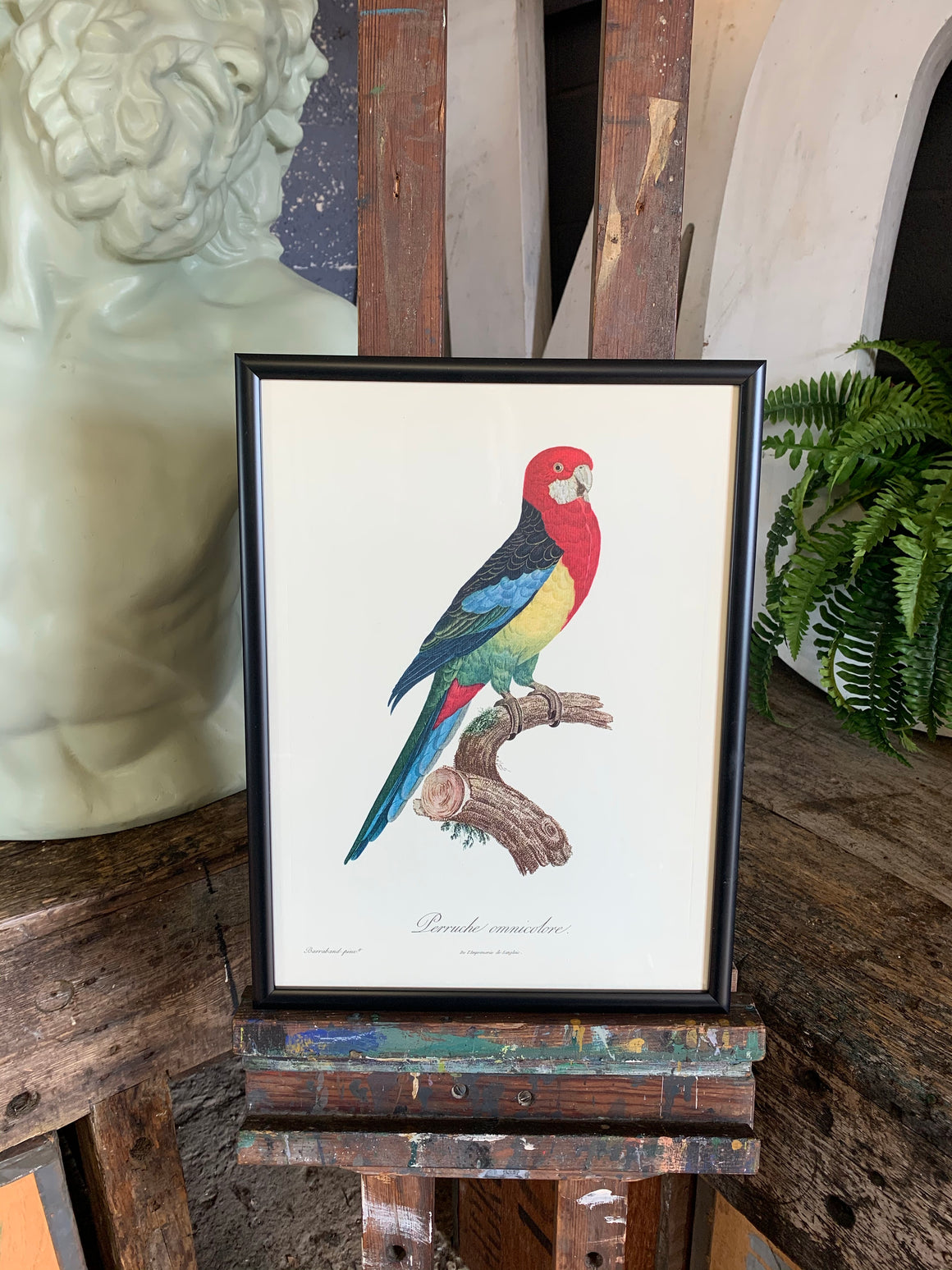 Rare exotic bird framed print 1796-1812- parrot, turaco, bird of paradise, 'tucan'