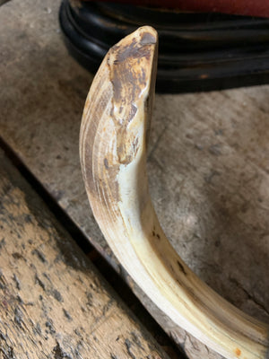 A very large hippo tooth door handle with bronze mount