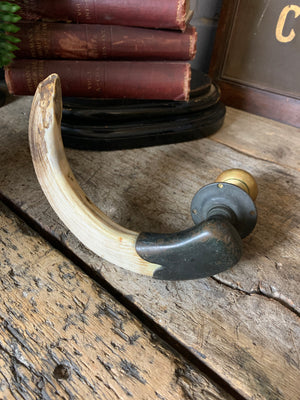 A very large hippo tooth door handle with bronze mount