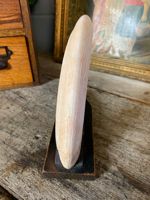 A very large hippo tooth paperweight