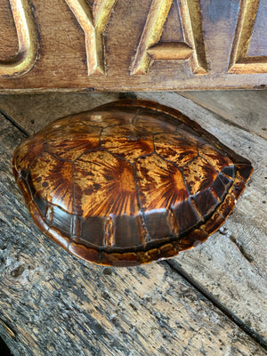 An antique taxidermy turtle shell specimen
