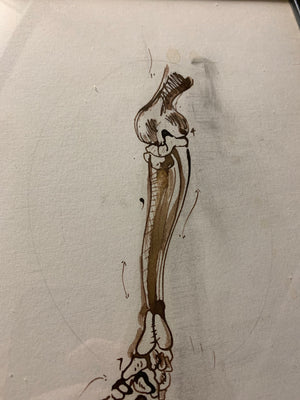 An original Renaissance style anatomical pen and ink drawing of a skeleton arm