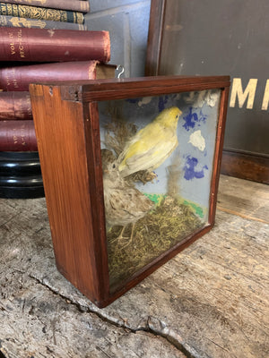 A cased taxidermy pair of finches
