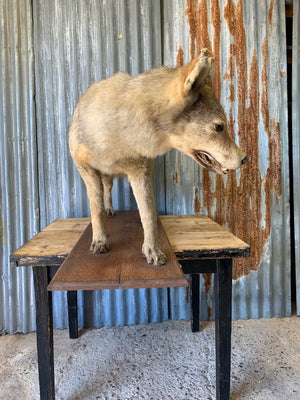 A 19th Century taxidermy Tibetan or Himalayan wolf