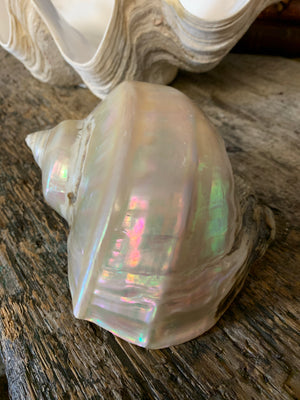 A large mother of pearl Turbo shell - 17.5cm