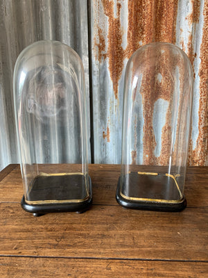 A rare pair of square ebonised glass display domes