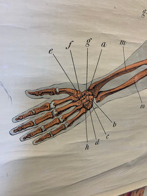 An early W & A K Johnston's anatomical skeleton teaching chart
