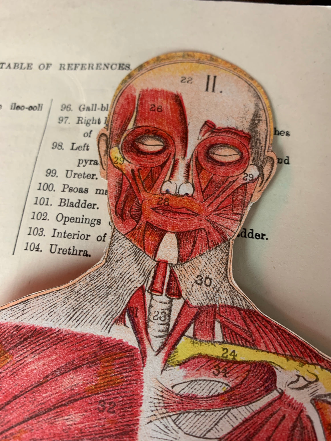 A rare pair of anatomical books: Philips Model Manikin of the human body male & female- W S  Furneaux