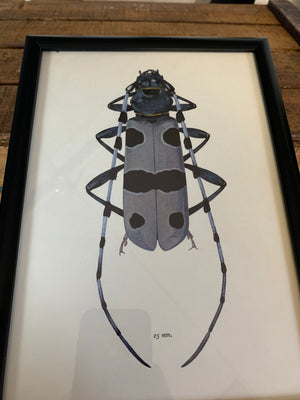 An original beetle bookplate print- Insect interest