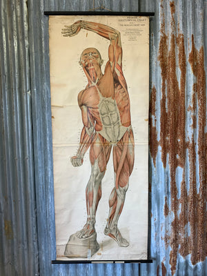 A very large Frohse anatomical wall chart showing the human musculature