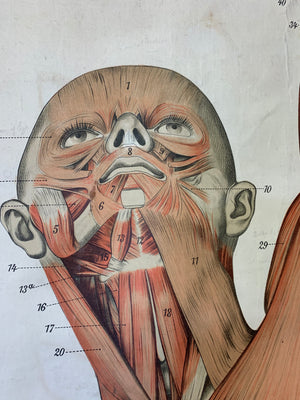A very large Frohse anatomical wall chart showing the human musculature