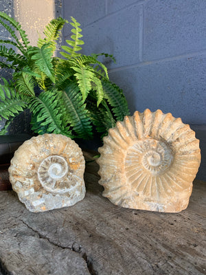 A very large cretaceous ammonite fossil - 22cm / 6.32kg