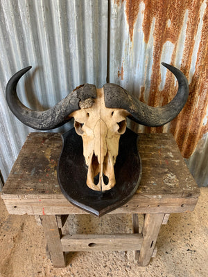 A pair of Victorian Cape Buffalo horns with skull mounted on a huge shield by Rowland Ward