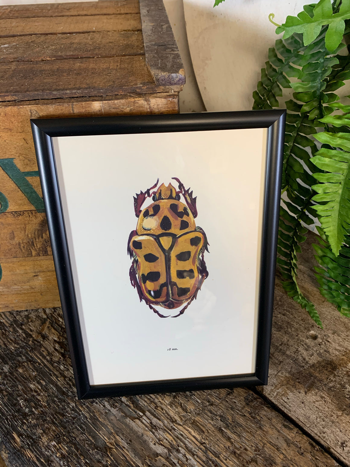 An original beetle bookplate print- Insect interest