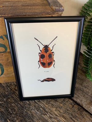 An original beetle bookplate print- Insect interest