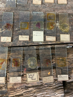 A collection of rare human pathology microscope slides