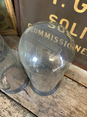A pair of tall 19th Century glass domes on ebonised bases