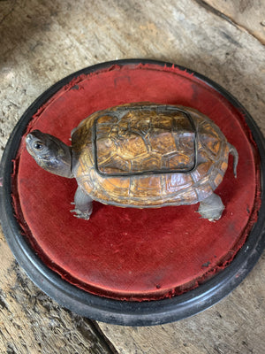 An Edwardian taxidermy tortoise snuff box