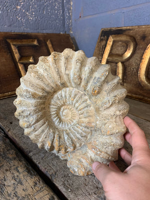A large cretaceous ammonite fossil - 21cm c. 6kg