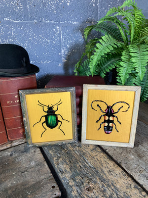 A pair of reverse-painted glass pictures of beetles