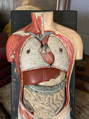 An early anatomical model of the torso by Adam Rouilly