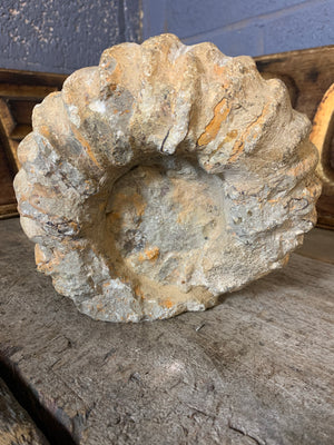 A large cretaceous ammonite fossil - 21cm c. 6kg