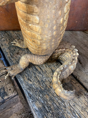 A large anthropomorphic taxidermy crocodile "butler"