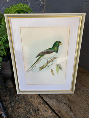 A set of 20 Gould and Richter bird lithographs by Hullmandel and Walton