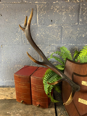 A large pair of ‘Royals’ red deer horns mounted on a wooden shield