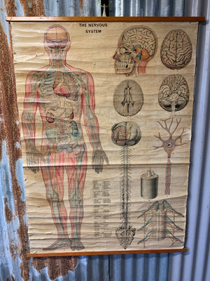 A very large scientific wall chart of the human nervous system
