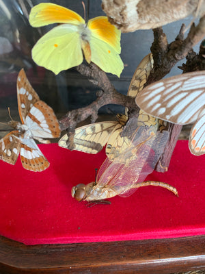 A Victorian entomology taxidermy display under a glass dome ; butterfly, moth, beetle, dragonfly, cicada