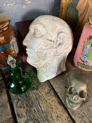 A plaster anatomical écorché head