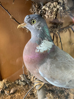 A Victorian cased taxidermy wood pigeon
