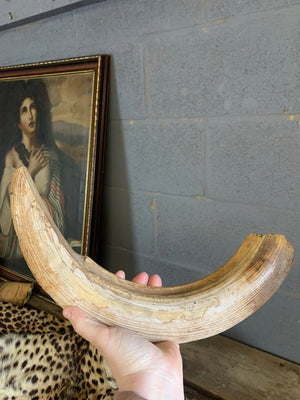 A very large antiquarian hippo tooth- Natural History specimen