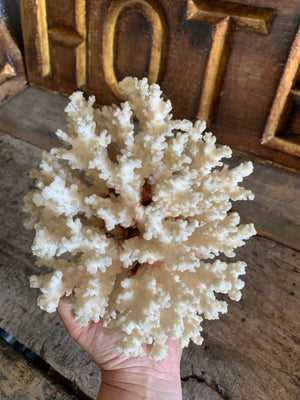 A large twig coral natural history specimen
