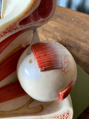 A Somso anatomical eye model on stand from Adam Rouilly