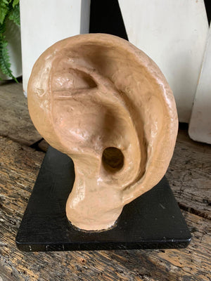 An early large anatomical model of the ear