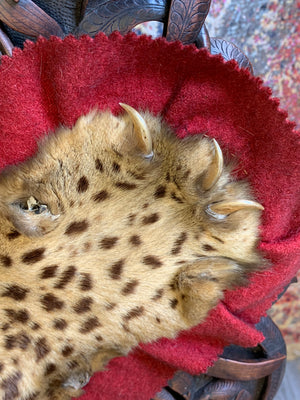 A Victorian taxidermy leopard rug