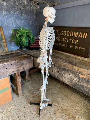 A full-sized anatomical skeleton model on stand