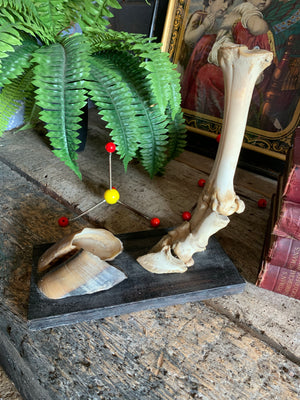 A taxidermy hoof and leg skeleton teaching model