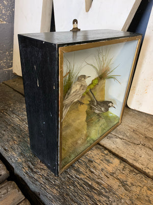 A cased taxidermy pair of wagtail birds