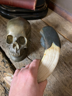 A very large hippo tooth door handle with bronze mount